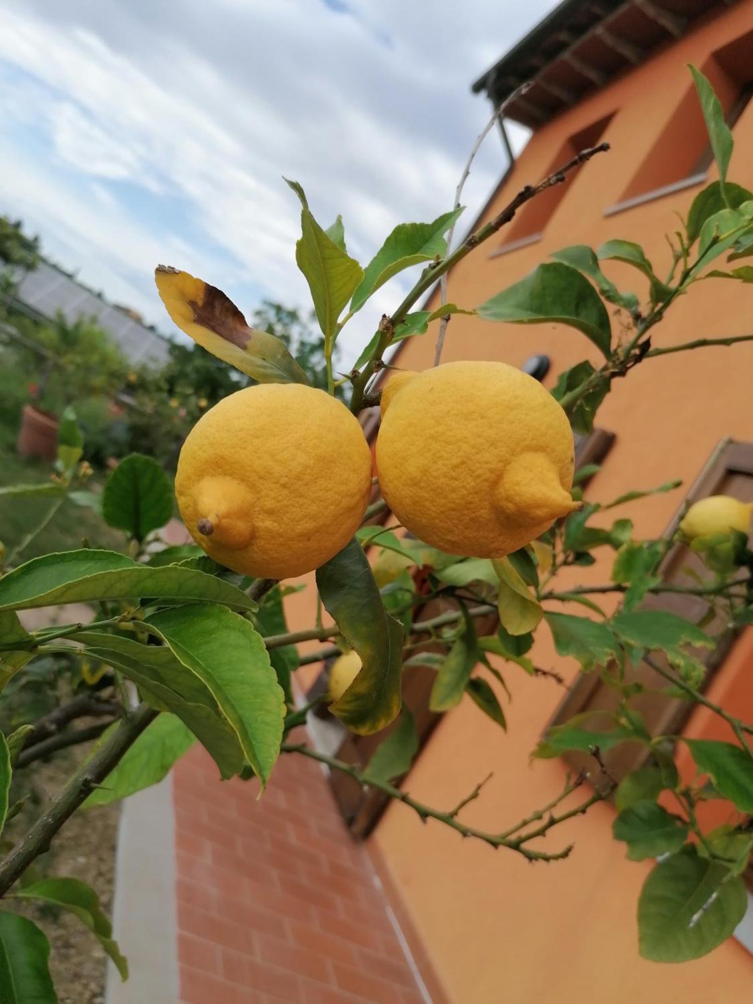 Agriturismo Borgo Stella モンテスペルトリ エクステリア 写真