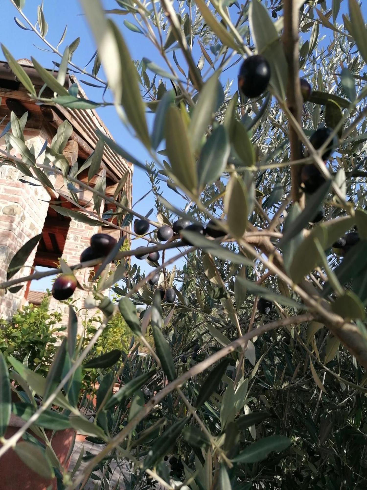 Agriturismo Borgo Stella モンテスペルトリ エクステリア 写真